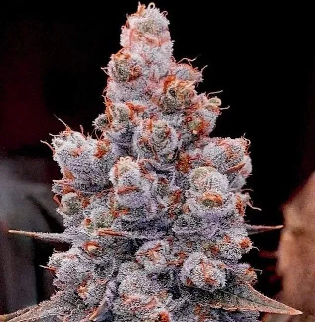 Banana Jealousy RF3 Auto Feminized Seeds