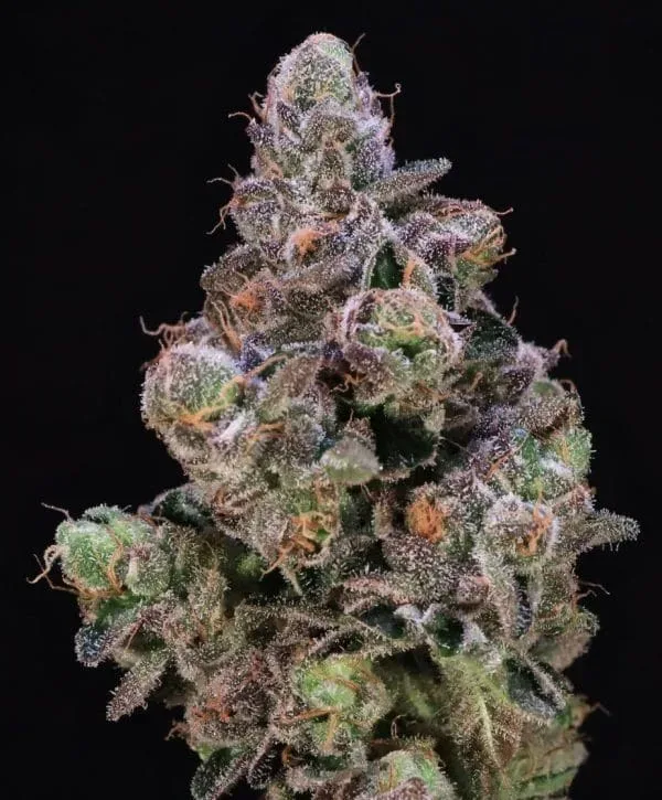 Blueberry Swirl Feminized Seeds