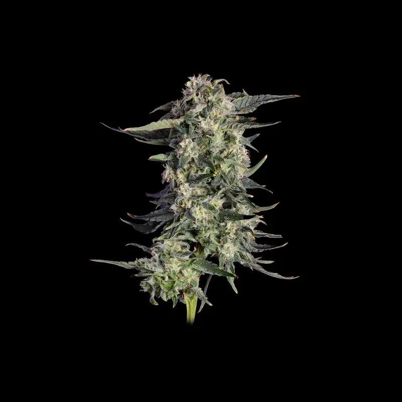 Super Lemon Sunset Feminized Seeds