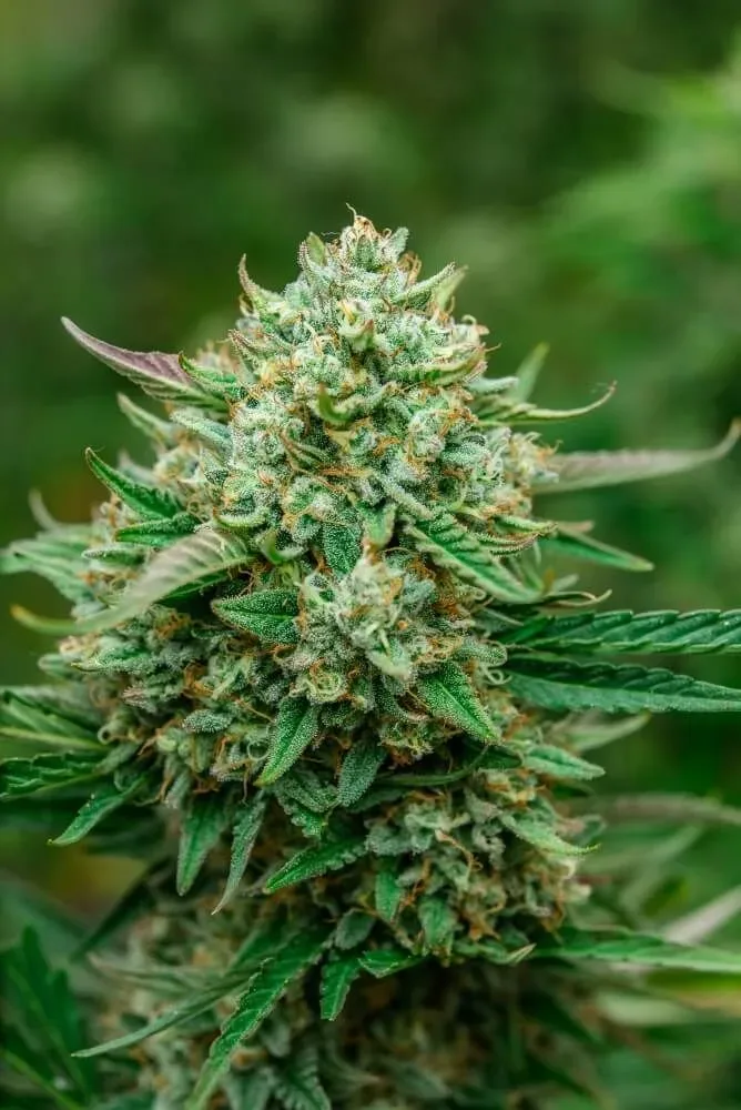 Froot by the Foot Auto Feminized Seeds