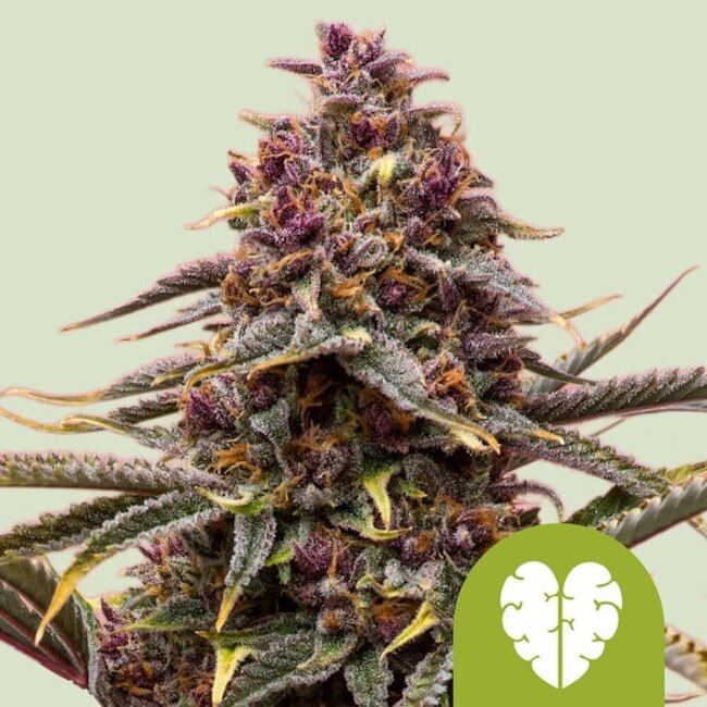Feminized Seeds