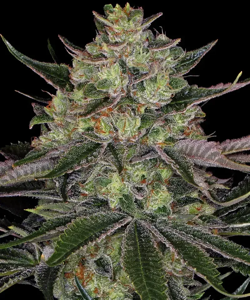 Gorilla Zkittlez Feminised Seeds