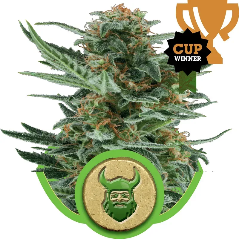 Royal Dwarf Auto Feminised Seeds