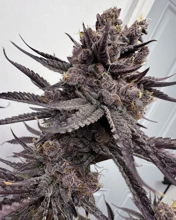 Trap God Feminized Seeds