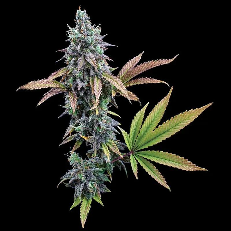 Cinderella 99 Feminized Seeds