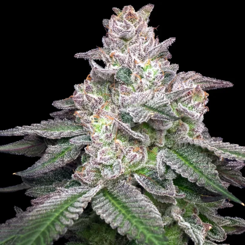Bananza Feminized Seeds