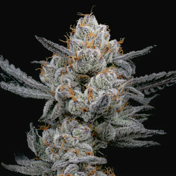 Gary Payton S1 Feminised Seeds