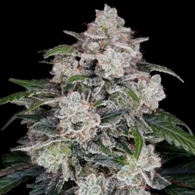Mac N Me Auto Feminised Seeds