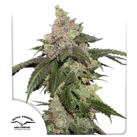 Kerosene Krash Feminised Seeds