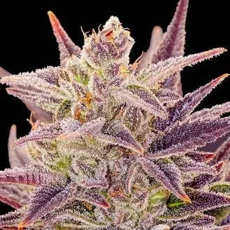 Imperium X Auto Feminized Seeds