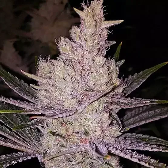 Orange Kush Cake R1 Feminized Seeds