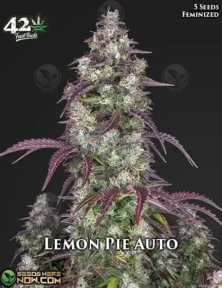 Lemon Pie Auto Feminised Seeds