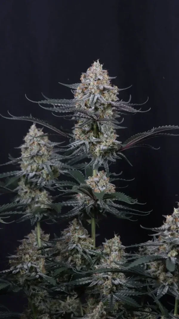 Guava Sundae Auto Feminized Seeds