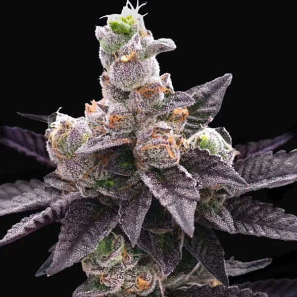 Yodanana Feminized Seeds