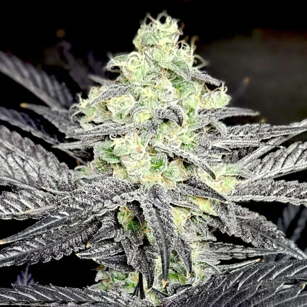 Modified Payton Feminised Seeds