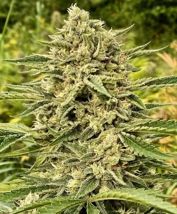 Blue Dream Auto Feminized Seeds