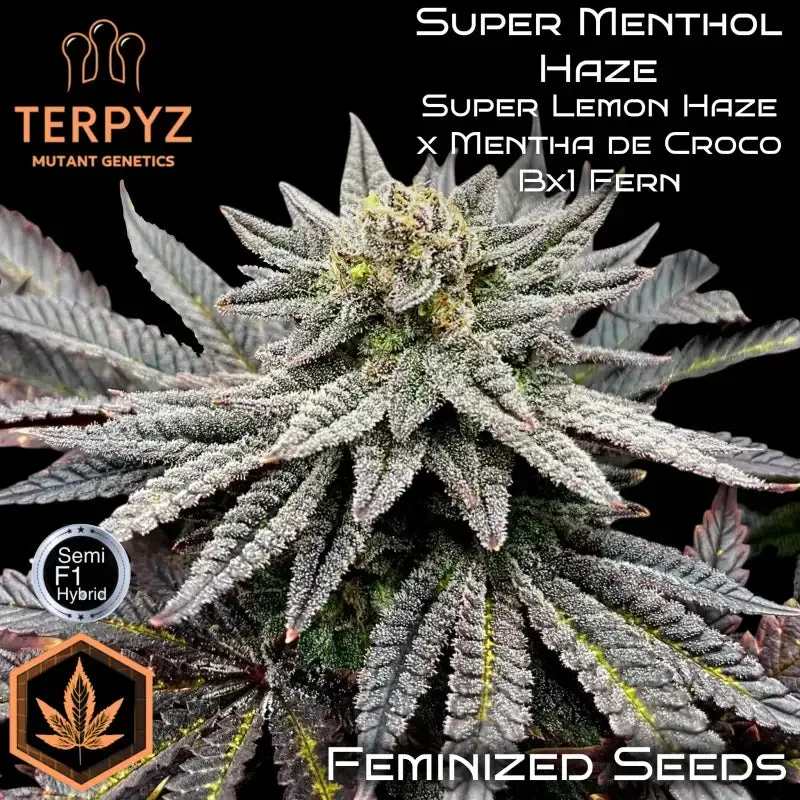 Super Menthol Haze Feminized Seeds