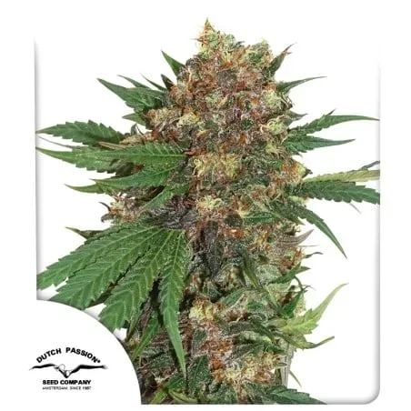 Master Kush Feminised Seeds