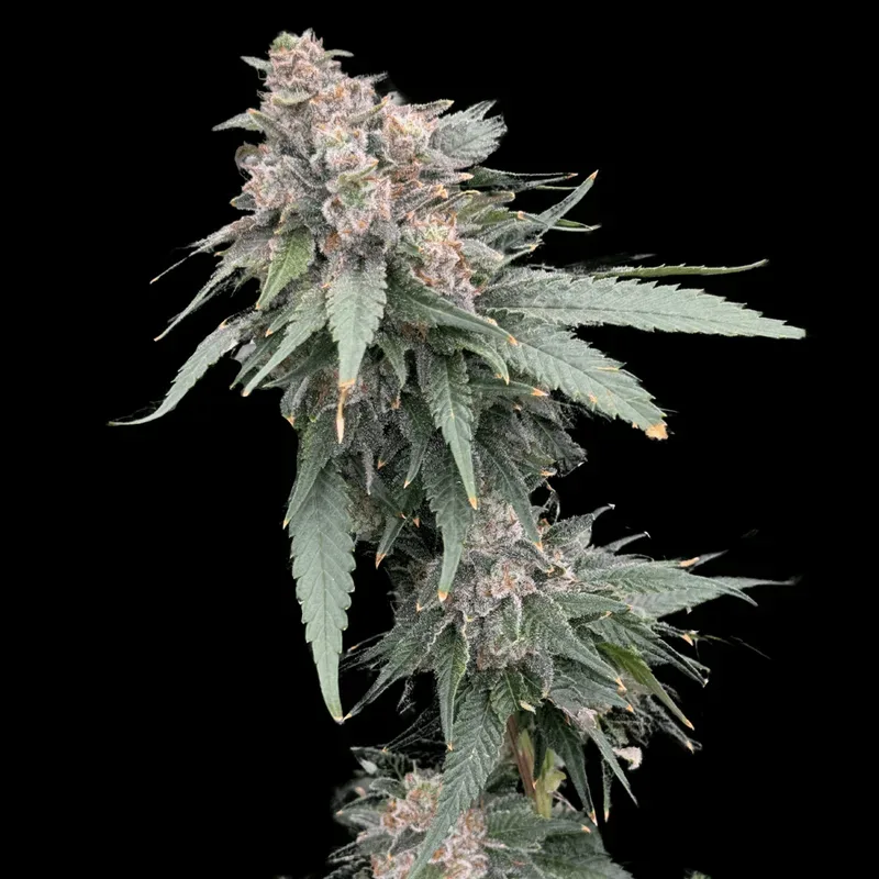 Galactic Guava Fast Feminized Seeds