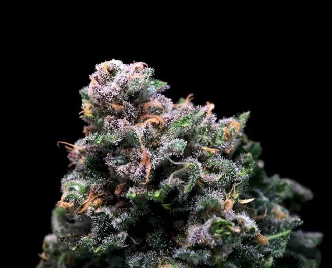 Tropical Cooler Feminized Seeds