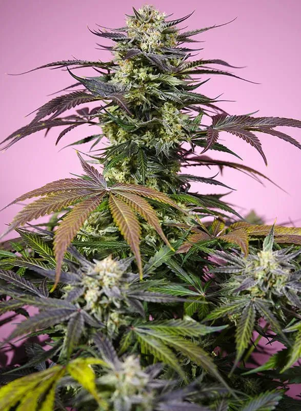 Gelonade Feminized Seeds