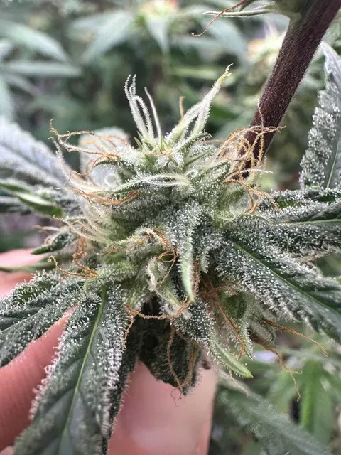 Lemon Tree S1 Feminized Seeds