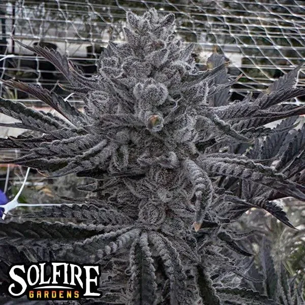 Butter Balm Feminized Seeds