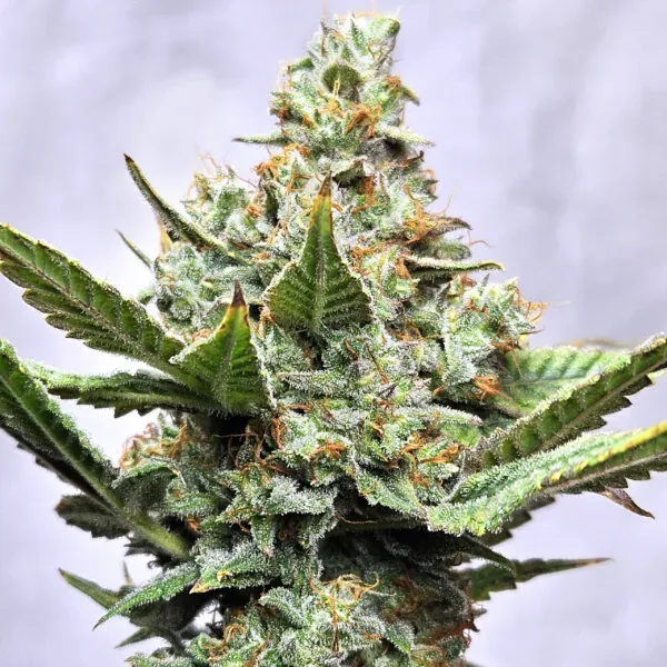 Prime8 Fuel Feminised Seeds