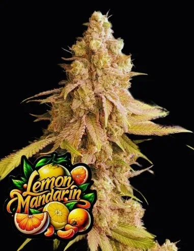 Lemon Mandarin Feminized Seeds