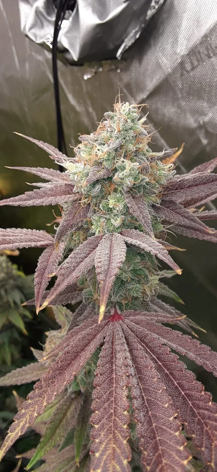 Supersonic Blizzard Feminised Seeds