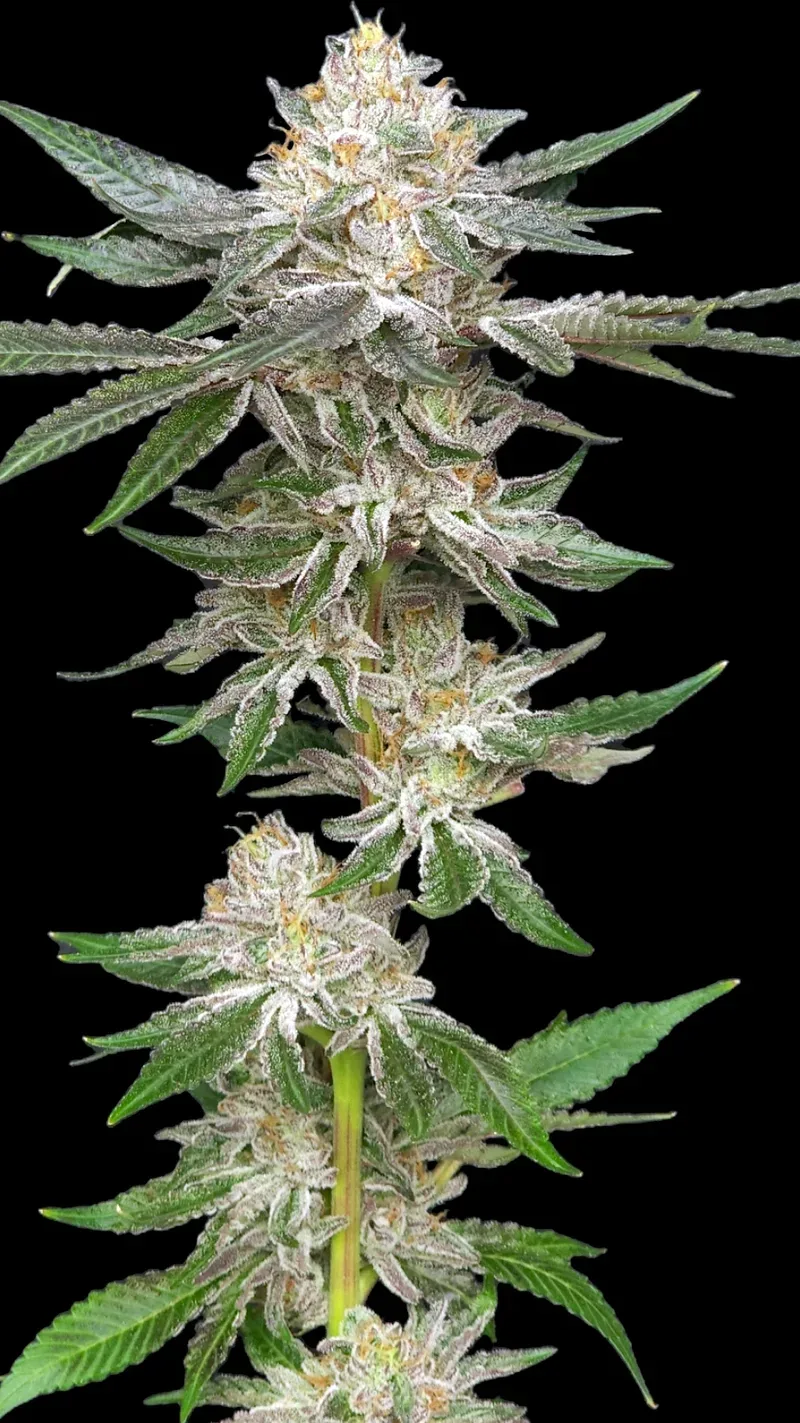 Sweet Jealousy Feminized Seeds