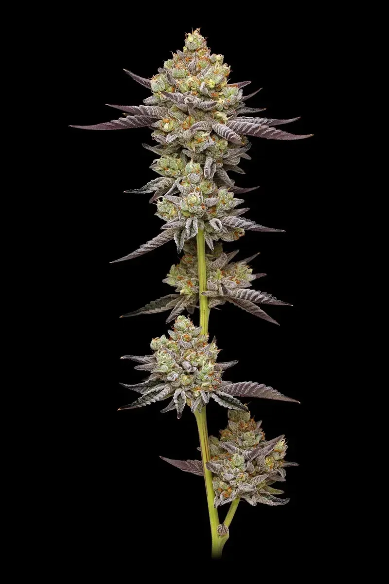 Hyper Za Feminized Seeds