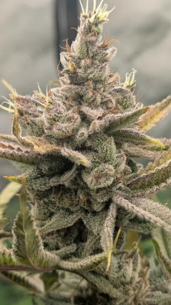 Sweet Peaks Feminized Seeds