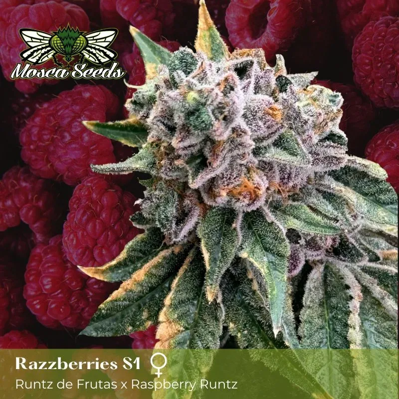Mosca's Razzberries S1 Feminized Seeds