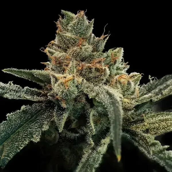 Golden Fortunes Regular Seeds