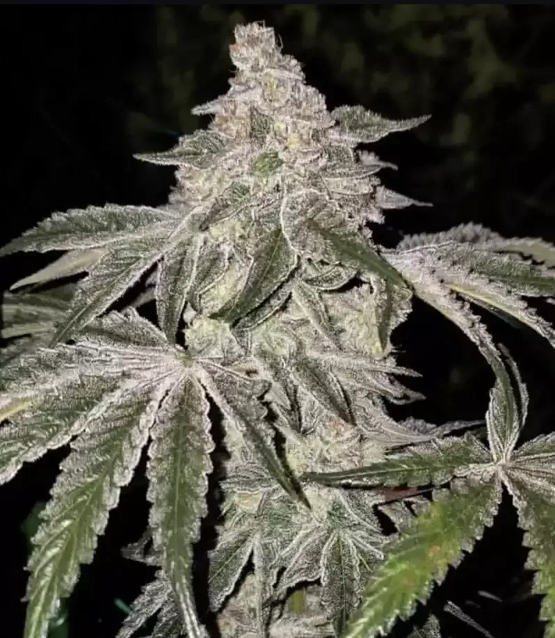 Atomic Leisure R1 Feminized Seeds