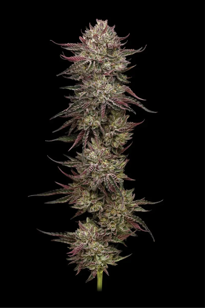 Chicken n' Wafflez Feminized Seeds