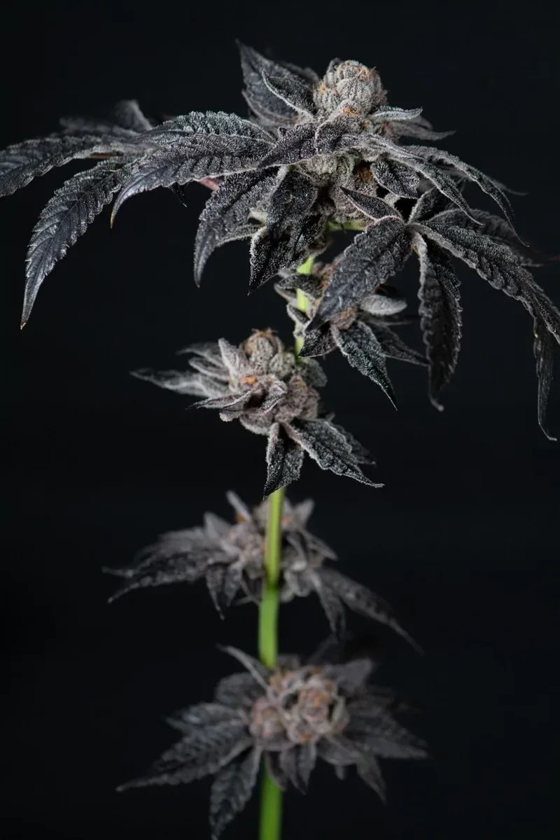 Inked Up Cherries Feminised Seeds