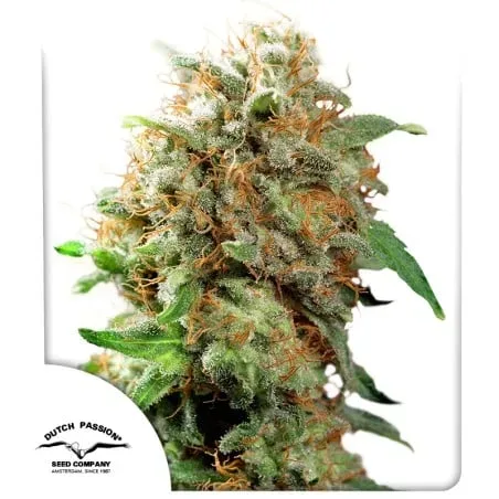 Mazar Feminised Seeds