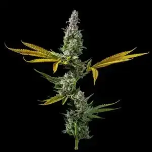 Strawberry Banana Feminised Seeds