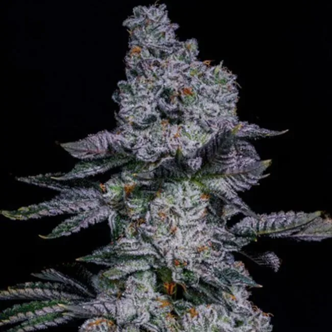Pineapple Runtz Auto Feminized Seeds