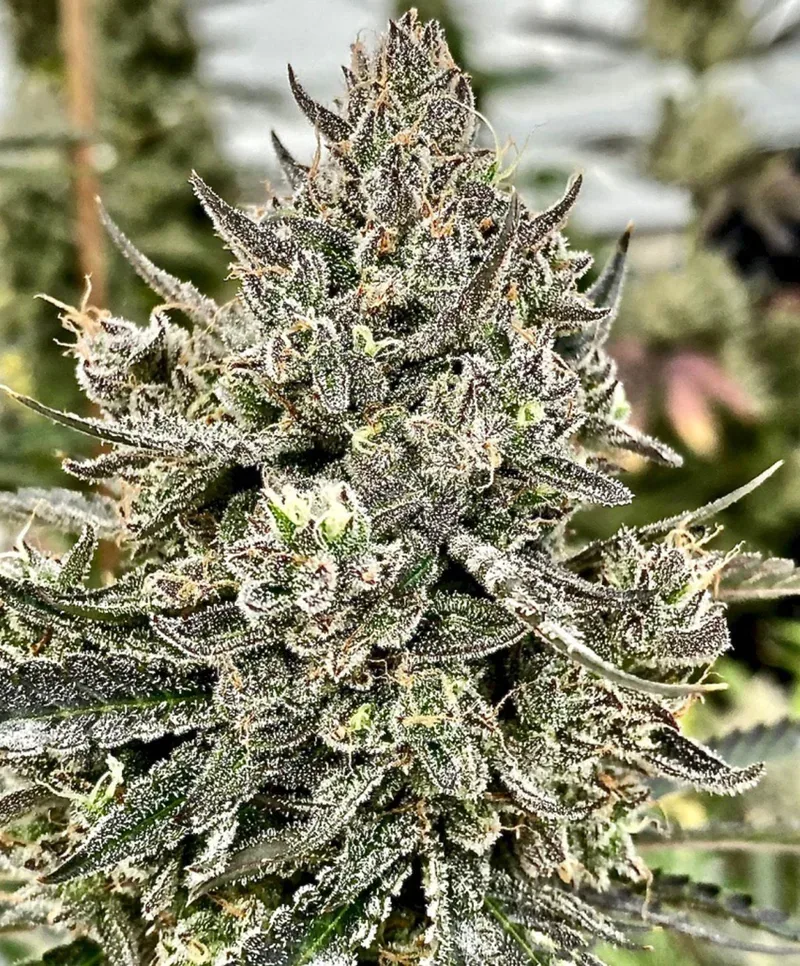 Cheetah the Hut Feminized Seeds