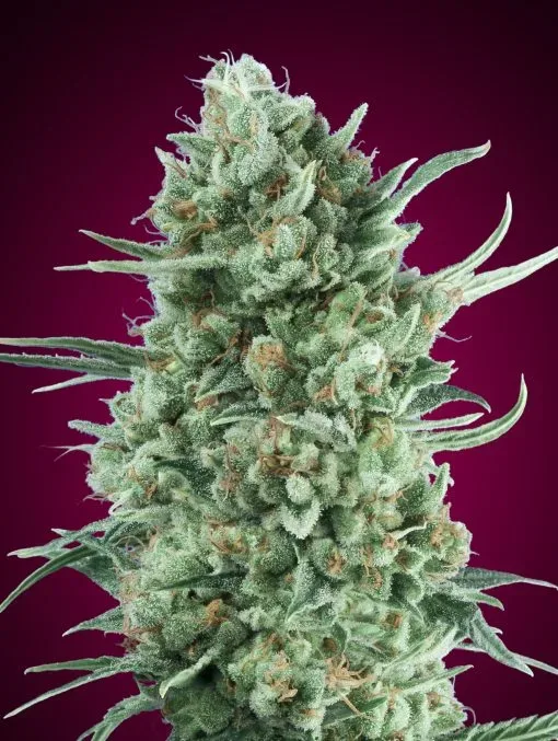 Bubble Gum XXL Auto Feminised Seeds