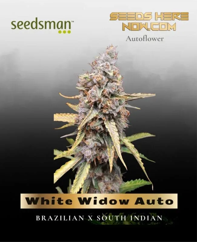 White Widow Auto Feminised Seeds