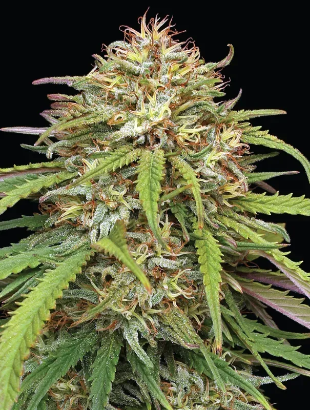 Ed Rosenthal's Super High Life Feminised Seeds