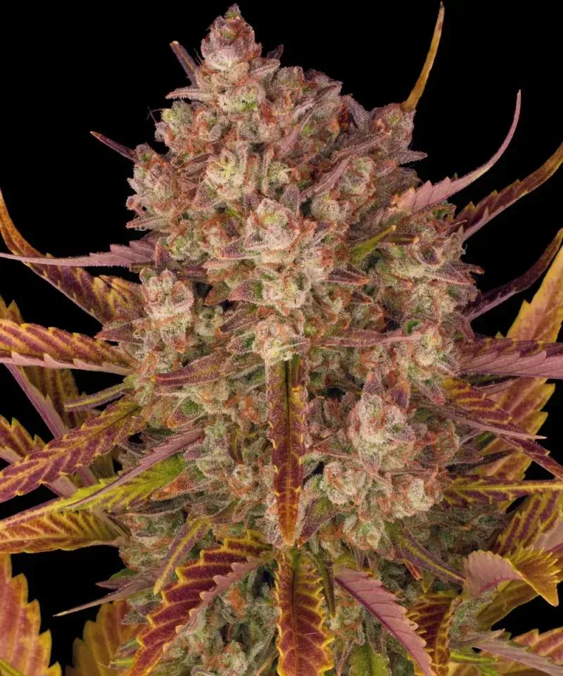 Dos Si Dos Auto Feminised Seeds