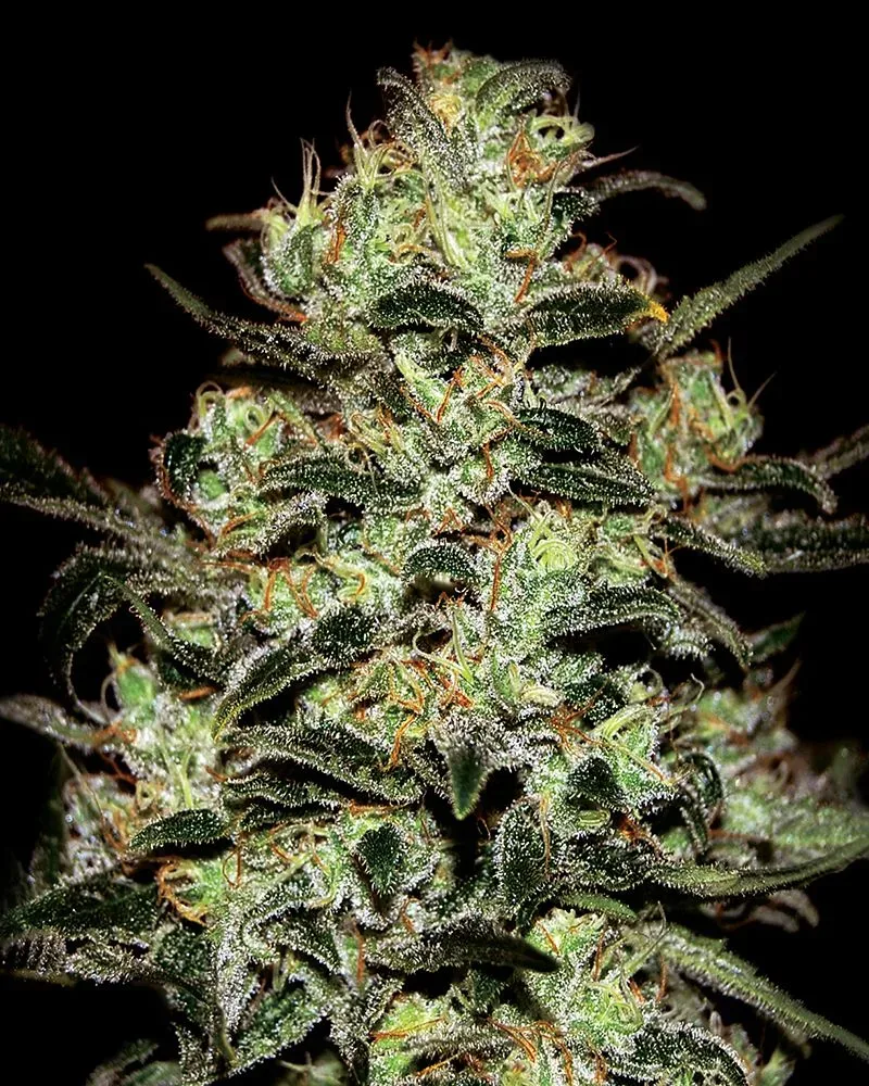 Moby Dick Feminised Seeds