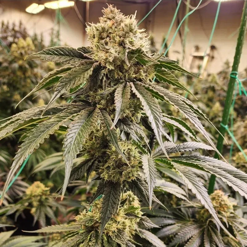 Dirty Banana Gen 1 Fast Feminized Seeds