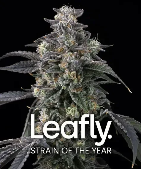 Super Boof Feminized Seeds