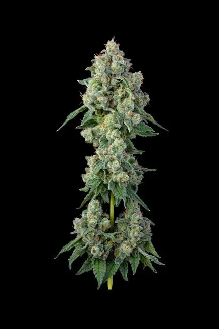 Inside Joke Feminised Seeds